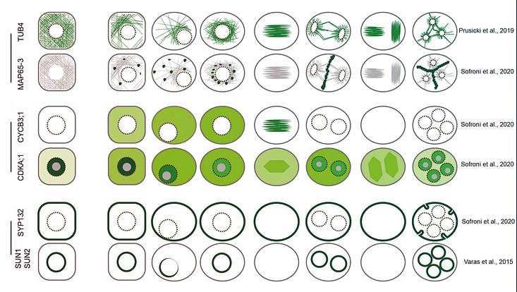 meiosis-specific and non-meiosis-specific plant proteins