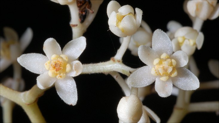 Blüten der Pflanze Ocotea aciphylla vor schwerzem Hintergrund