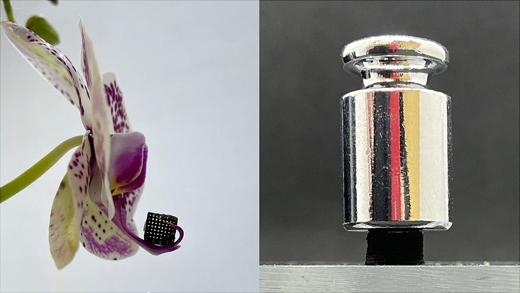 Links ist eine schwammartige Struktur auf der Blüte einer Orchidee zu sehen, rechts ein Gewicht auf so einer Struktur.