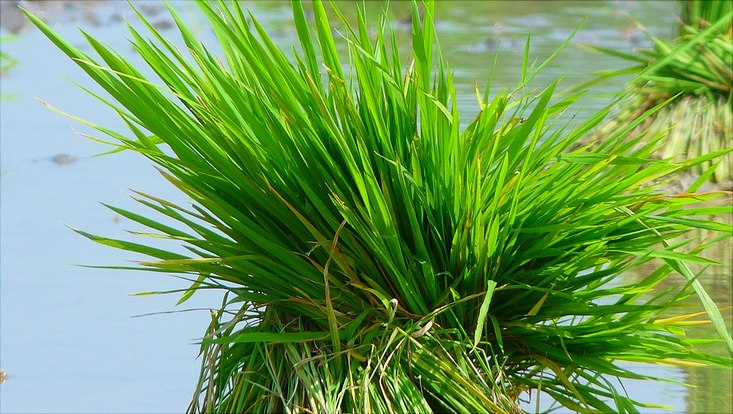 Reis: Grundnahrungsmittel für die Hälfte der Menschheit und Modellpflanze Nahaufnahme von Reispflanzen. Die Laubblätter leuchten grün in der Sonne. Im Hintergrund Wasser.