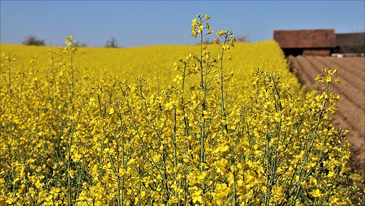 Raps: eine Modellpflanze Farbige Aufnahme eines Rapsfeldes, das in voller Blüte steht. Die gelben Blüten leuchten in der Sonne. In der oberen rechten Bildecke sind die Häuser eines Hofes zu sehen.
