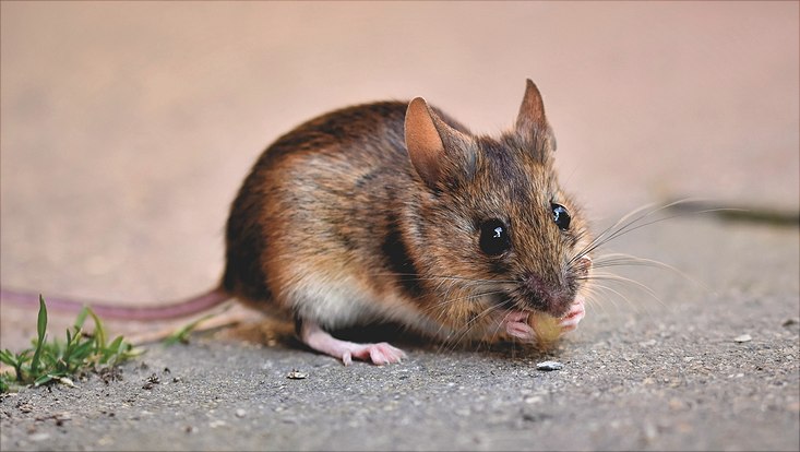 Eine Maus: süß oder furchteinflößend? In jedem Fall als Modellorganismus ein Helfer der Forschung! Nahaufnahme einer Maus, die etwas zu fressen in ihren Vorderpfoten hält. Sie sitzt auf einem Betonboden. Am linken Bildrand ist eine kleine Pflanze zu sehen.