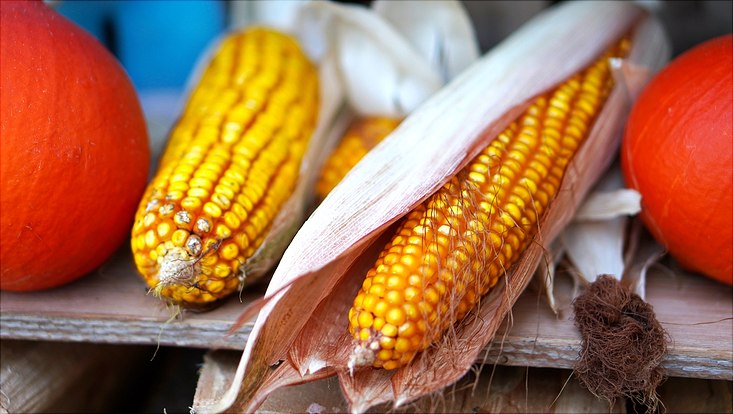 Mais: Polenta, Popcorn und Modellpflanze Farbige Aufnahme von Maiskolben und Kürbissen, die auf einem Holzbrett liegen. Die Kürbisse sind am linken und rechten Bildrand zu sehen, dazwischen liegen die leuchtend gelben Maiskolben, an denen noch die vertrockneten Hüllblätter zu sehen sind.