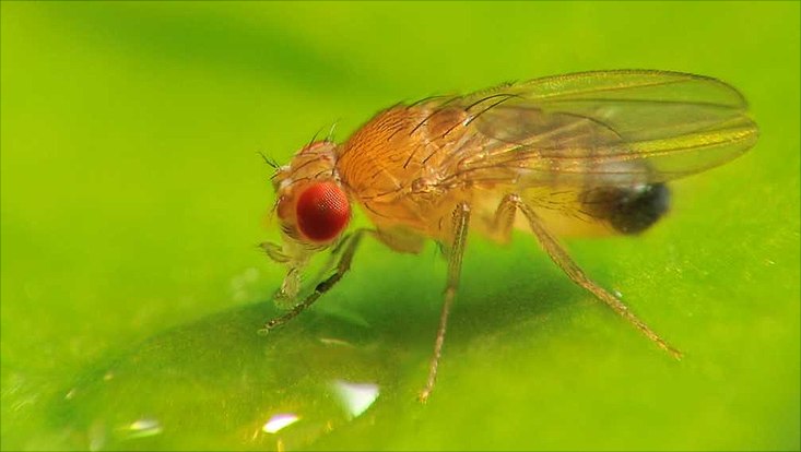 Die Fruchtfliege: Plagegeist in der Küche, Modellorganismus in der Wissenschaft Farbige Nahaufnahme einer Fruchtfliege mit roten Augen und einem bräunlichen, halbtransparenten Körper. Die Fliege sitzt vermutlich auf einem Blatt und steckt ihren Rüssel in einen vermeintlichen Wassertropfen.