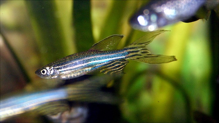 Der Zebrabärbling: ein schwimmender Modellorganismus Farbige Nahaufnahme von Zebrabärbligen. Der Fokus liegt auf dem Fisch im Zentrum des Bildes: er ist silber und blau gestreift. Die Augen sind schwarz, um geben von einem silbernen Ring.