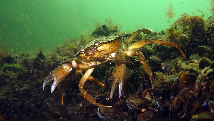 Eine große Strandkrabbe in der Ostsee