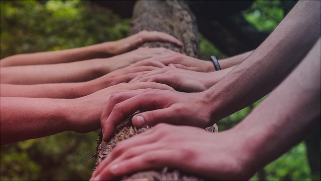 Various hands touching a tree