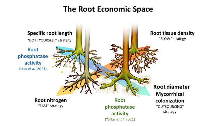 Representing root physiological traits in the root economic space framework