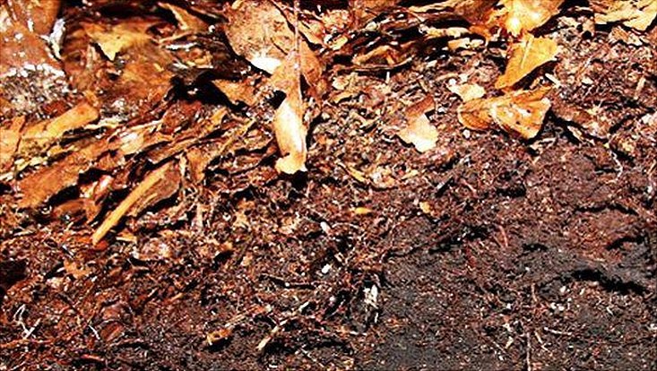 forest floor