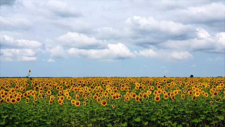 Sunflower field and the blue cloudy sky