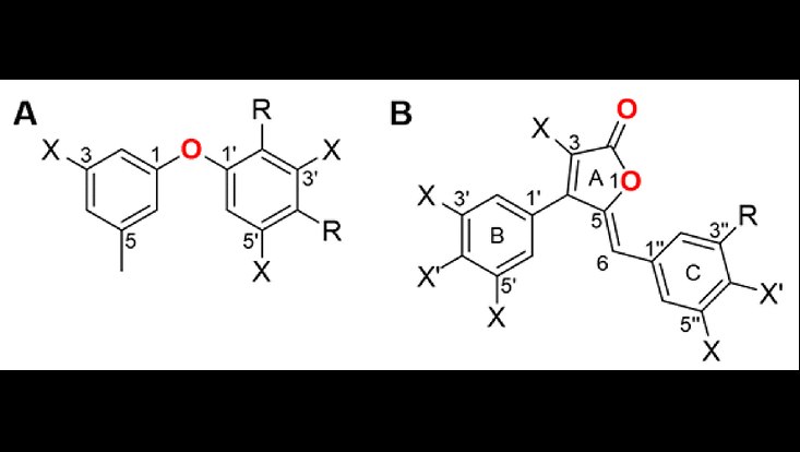 Basic structure of diorcinols and rubrolides used in this study