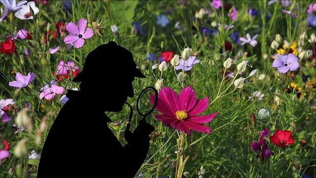 Vor einer bunten Blumenwiese ist die schwarze Silhouette eines klassischen Detektives mit Pfeife und Lupe zu erkennen.