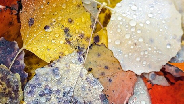 diversity-pixabay-arek-socha-640x361 Buntes Laub