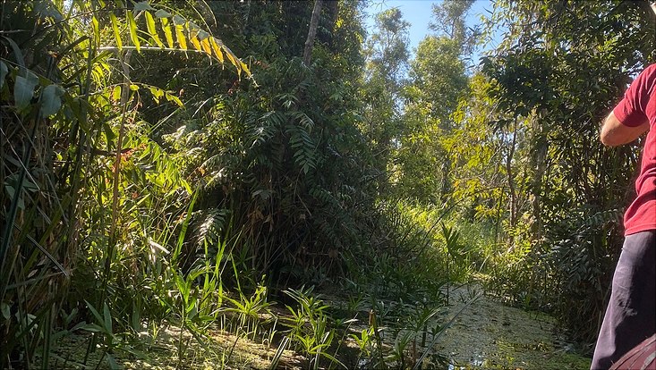 Moorwald Indonesien