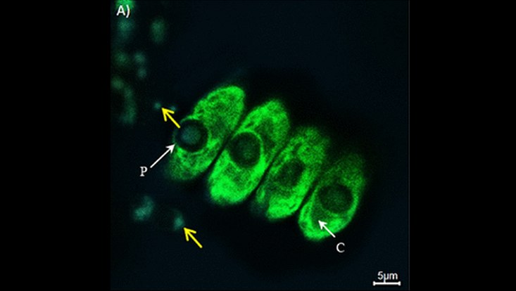 Dyadobacter expressing