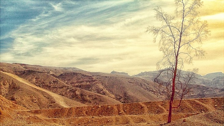 Bare tree on desert