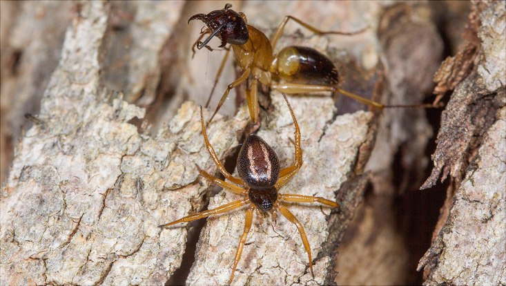 Das Bild zeigt die Spinne beim Angriff auf ihre Beute, eine Ameise.