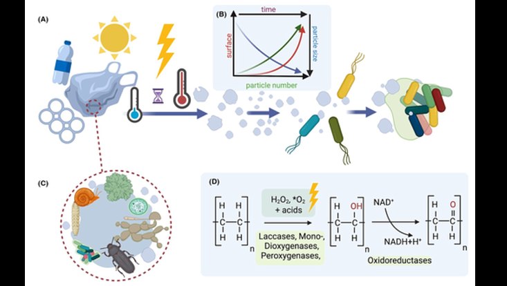 Weathering as an essential prerequisite for microbial colonization and enzymatic degradation of plastics