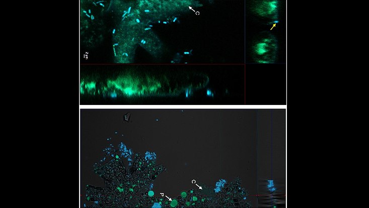 Confocal microscope including Z-Stack images of Dyadobacter sp. HH091 expressing eGFP (yellow arrows) found in a close proximity to Micrasterias radians MZCH 672