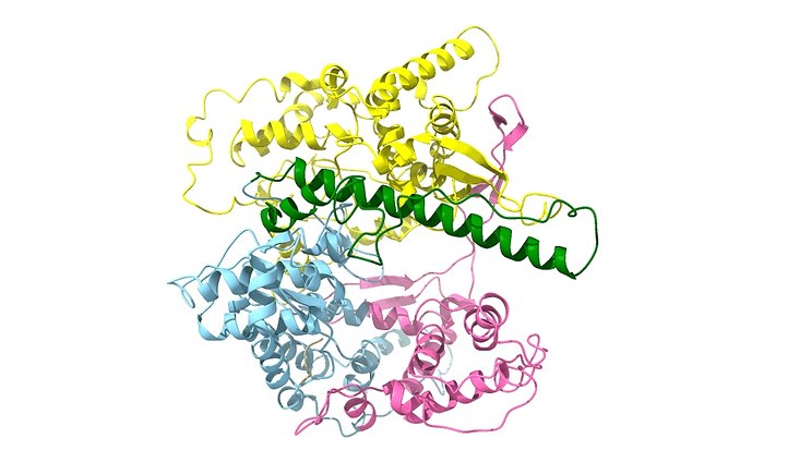 Predicted protein structure of EM1 RNA polymerase