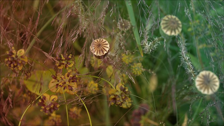 Herbstliche Impression mit mit Pflanzensamen