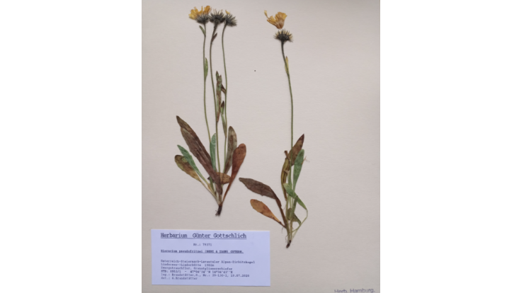 Hieracium pseudofritzei - ex Herb. Gottschlich
