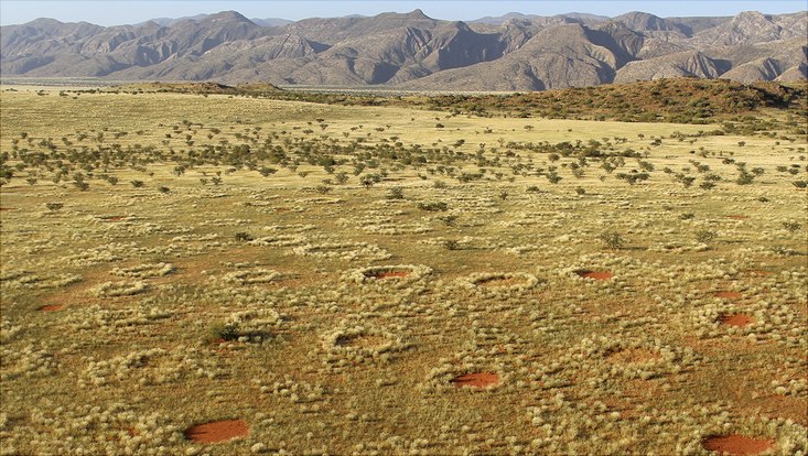 Die Feenkreise in der Namib-Wüste.