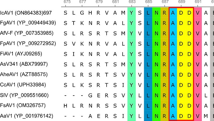 Alignment von RdRPs aller bekannten Alternaviren