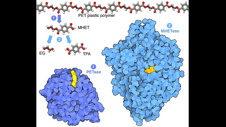 PETase enzyme degrades polyester plastic (PET) to monohydroxyethyl terephthalate (MHET) ...