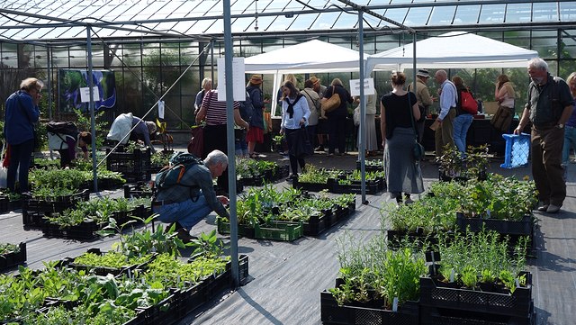 Pflanzenbörse auf dem Betriebshof des Botanischen Gartens. Im Vordergrund schwarze Plastikkisten mit vielen grünen Pflanzen darin. Im Hintergrund die Glasarchitektur der Gewächshäuser.