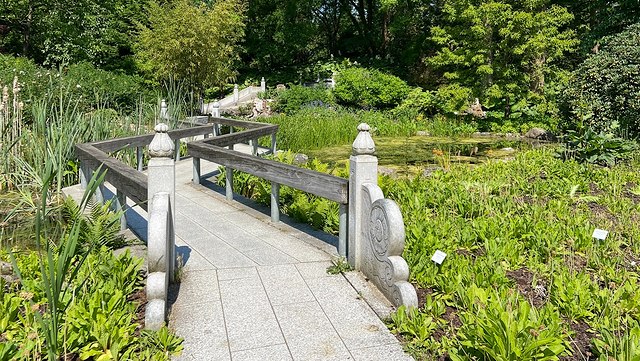 teaser blindenführung 640x361 eine weiße Zickzackbrücke führt in den Hintergrund im Chinesischen Garten des Botanischen Gartens