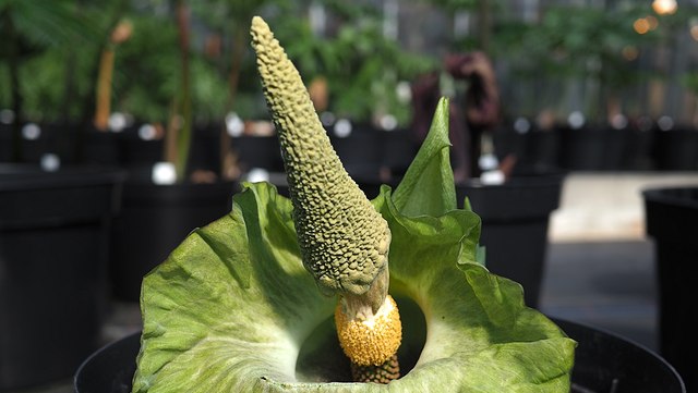 Amorphophallus