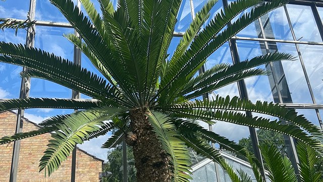 Die Krone eines Baumfarns im Schaugewächshaus des Botanischen Gartens Hamburg