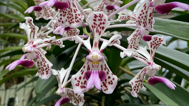 Nahaufnahme einer Orchideenblüte - weiß mit purpurnen Tupfen