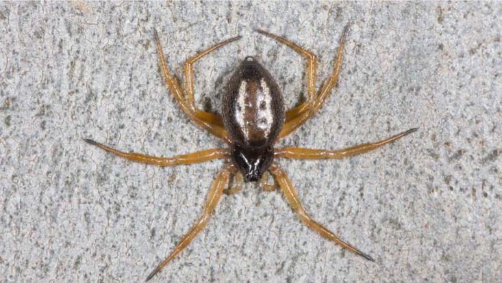 Das Video zeigt mit Hilfe eindrucksvoller Hochgeschwindigkeitsaufnahmen, wie die australische Spinne Euryopis umbilicata (ant-slayer) mit Ameisen eine wesentlich größere und wehrhafte Beute erlegt.