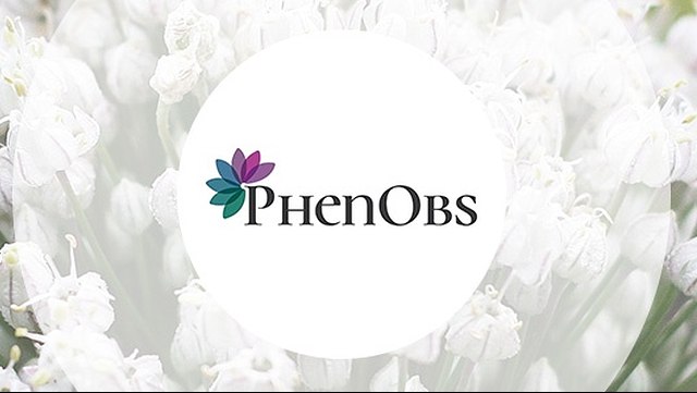 PhenObs Logo
