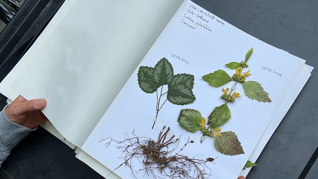 gepresste Blüten und Blätter auf einem weißen Blatt