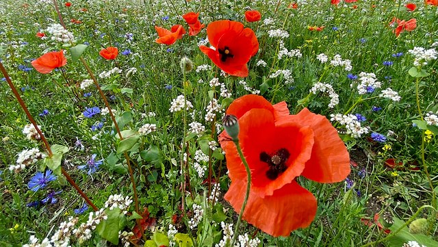 Wildblumenwiese mit weißen, roten, gelben und blauen Blüten