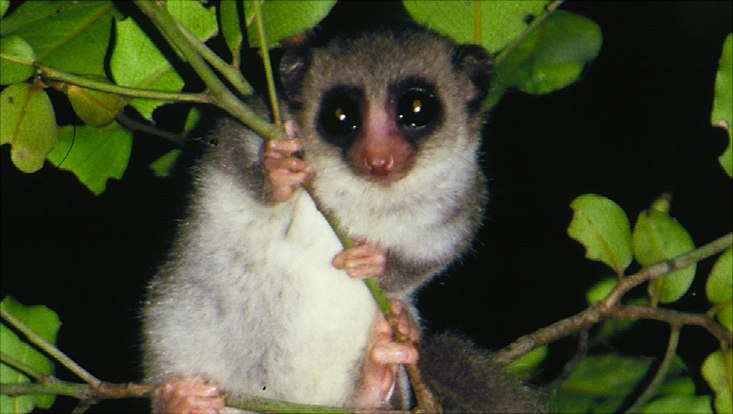 Cheirogaleus