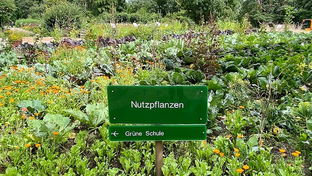 teaser ernte wie vor 100 jahren-640x361 Blick auf ein üppig mit Gemüse bepflanztes Beet im Botanischen Garten, im Vordergund ein grünes Schild mit weißer Aufschrift Nutzpflanzen