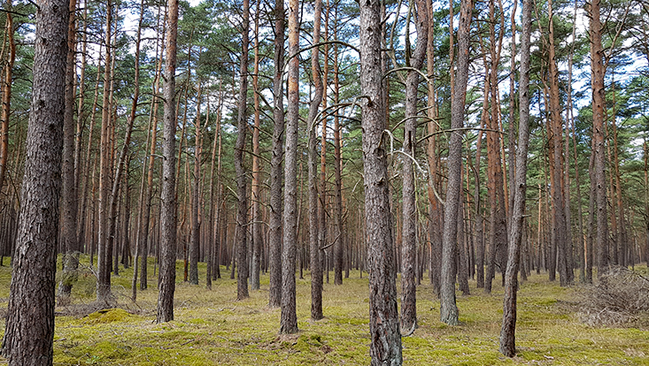 wald-733-414 Elbauenstation Pevestorf Ansicht und Umgebung