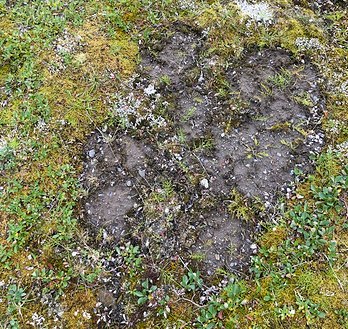 picture of a mudboil