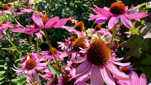 teaser pflanzenberatung-640x361 (2) kräftig pinke Blüten mit orangerotem FRuchtstand