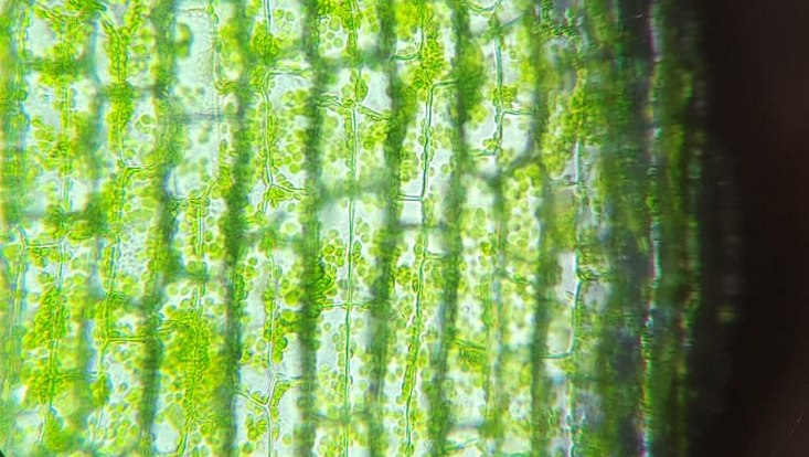 biogenetik-wise-22-23-7-733x414 pflanzliche Zellen unter einem Mikroskop