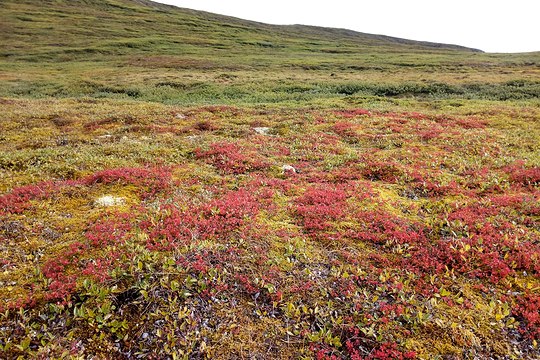 Die Tundralandschaft färbt sich herbstlich rot.