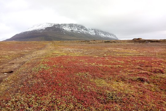Verschneite Bergkuppe hinter herbstlich verfärbter Tundra