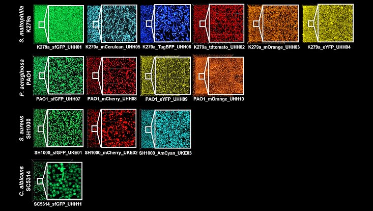 fluorescence-labeled-pathogens-733x414 Fluorescence labeled pathogens