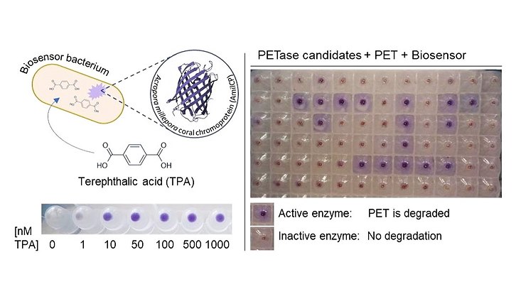biosensor-pet-733x414 Biosensors for the discovery of novel PET-degrading enzymes