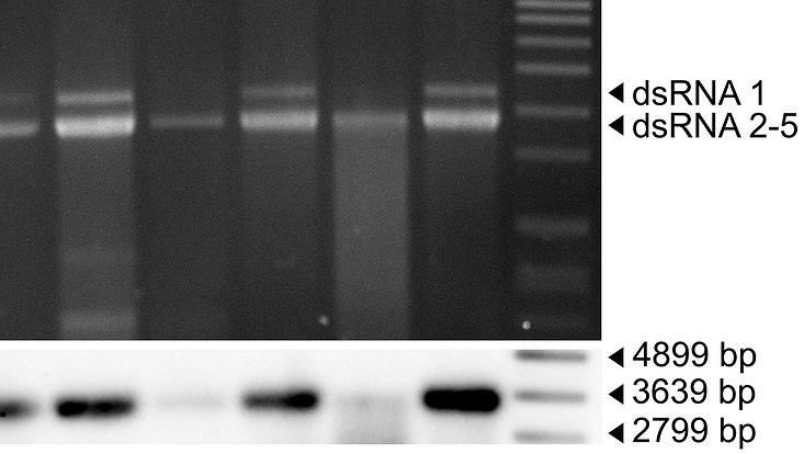 RNA und southern Blot von FgV-ch9