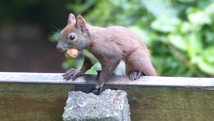 Eichhörnchen auf einer Bank